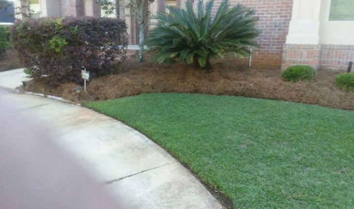 Tree Planting Services in Tallahassee, FL