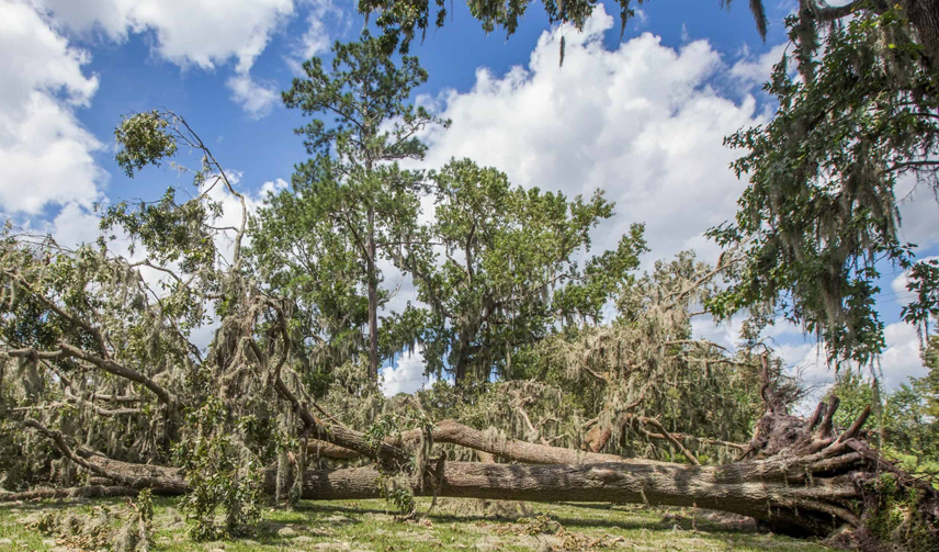 Best Home Exterior Cleaning Services in Tallahassee, FL