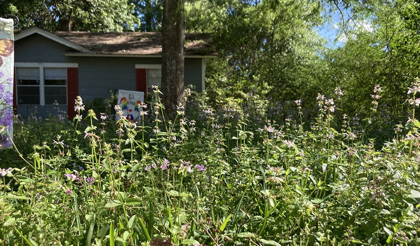 Best Home Exterior Cleaning Services in Tallahassee, FL